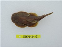 藏品(埔里中華爬岩鰍)的圖片